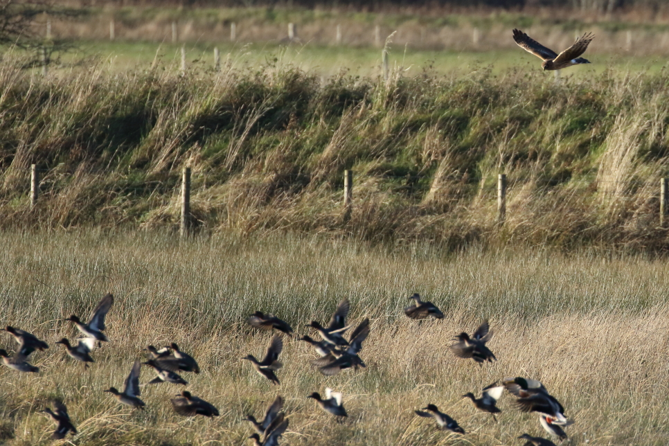 Hen harriers and red kites stealing the show